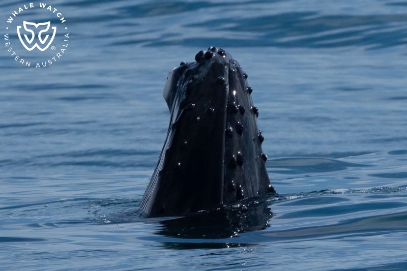 Whale Watch Western Australia