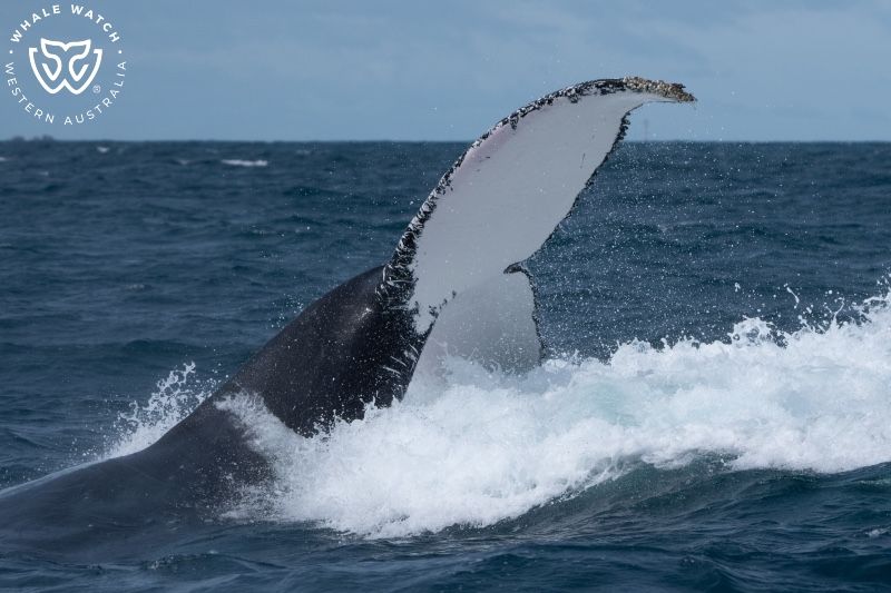 Whale Watch Western Australia