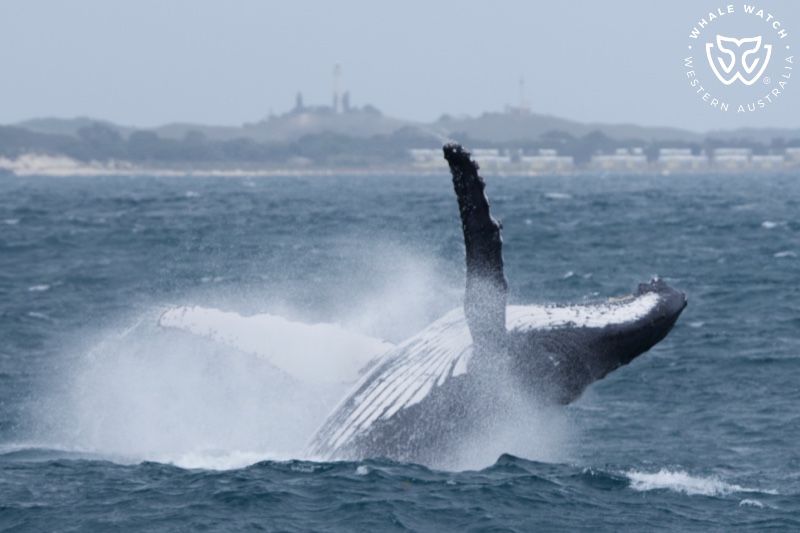 Whale Watch Western Australia