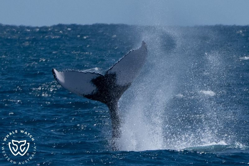 Whale Watch Western Australia