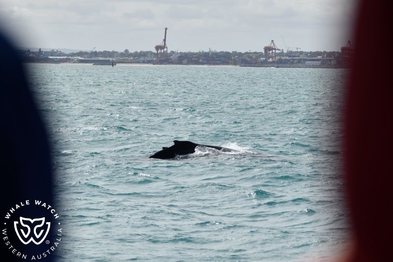 Whale Watch Western Australia