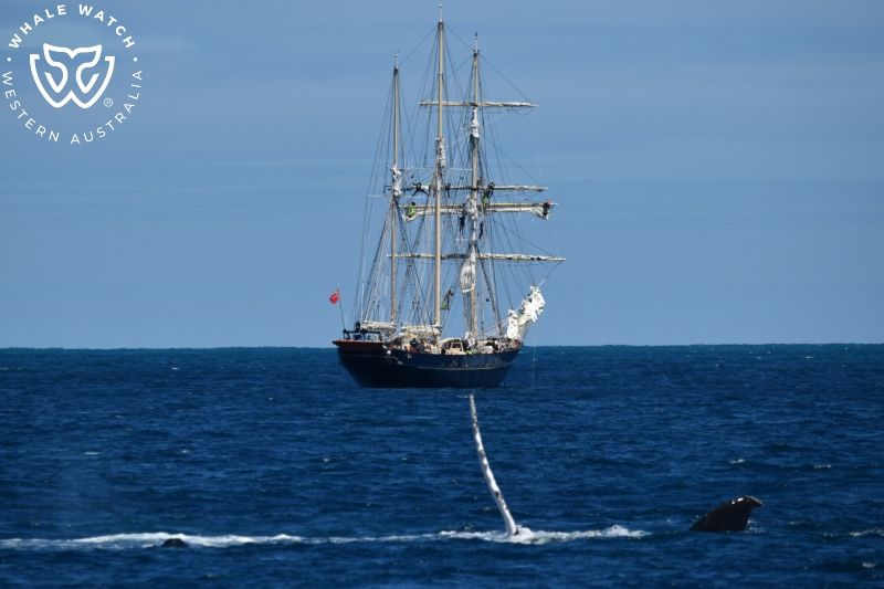 Whale Watch Western Australia