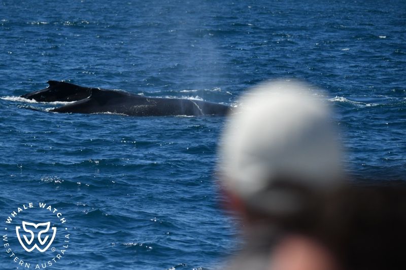Whale Watch Western Australia