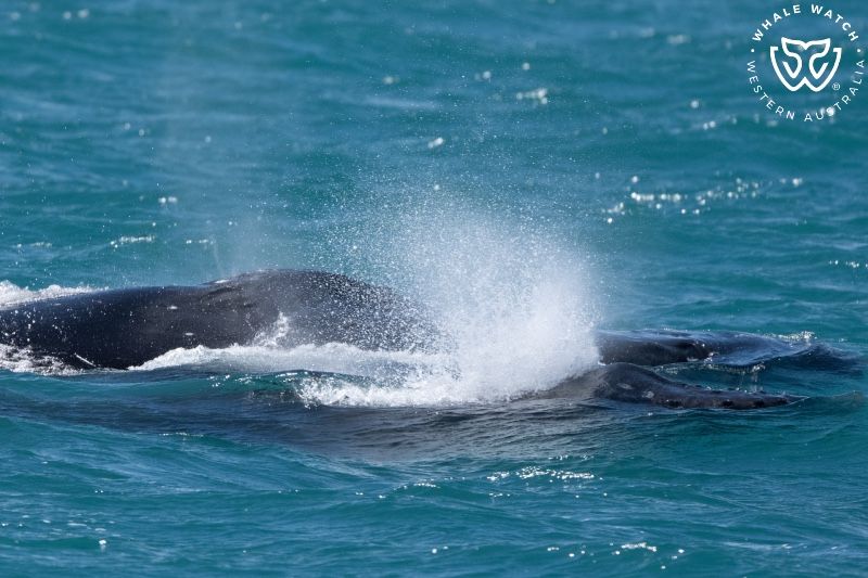 Whale Watch Western Australia