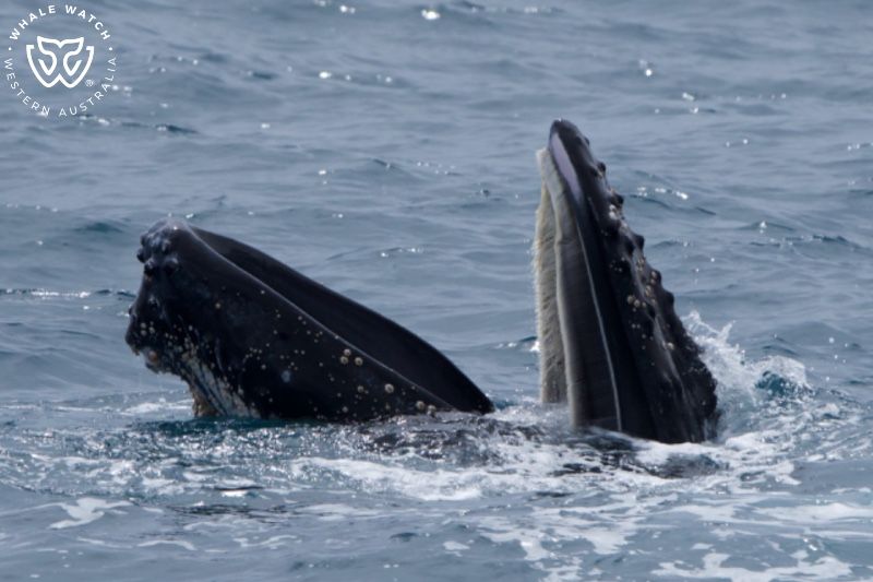 Whale Watch Western Australia