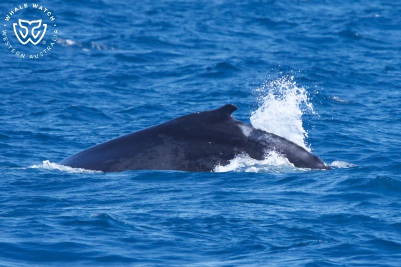 Whale Watch Western Australia