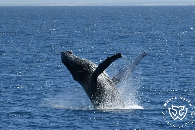 Whale Watch Western Australia