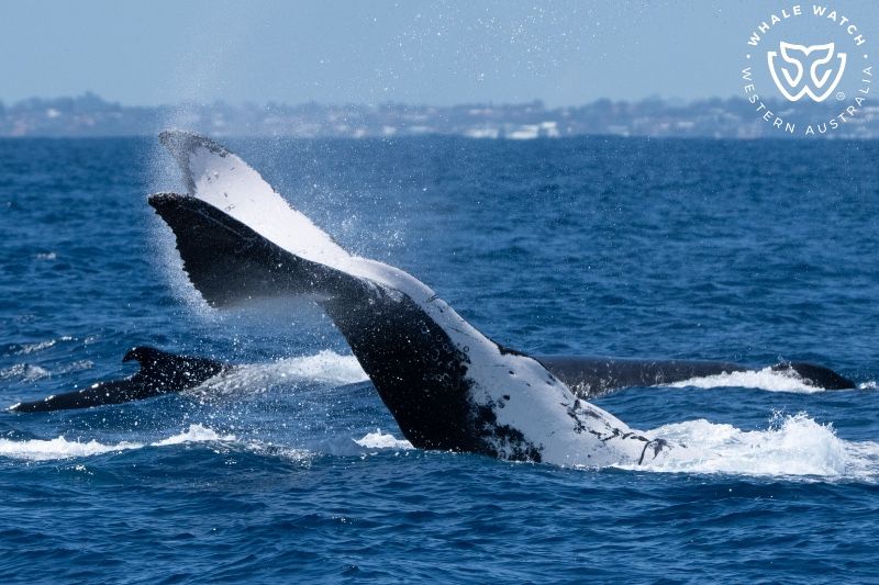 Whale Watch Western Australia