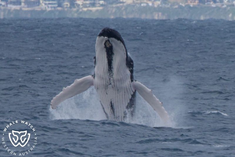Whale Watch Western Australia