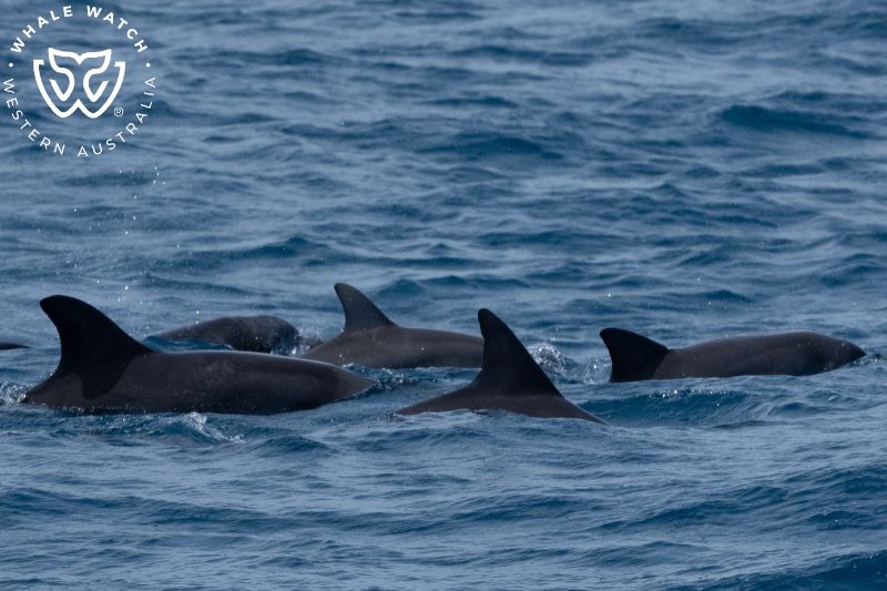 Whale Watch Western Australia