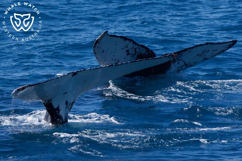 Whale Watch Western Australia