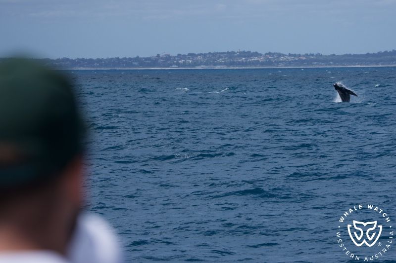 Whale Watch Western Australia