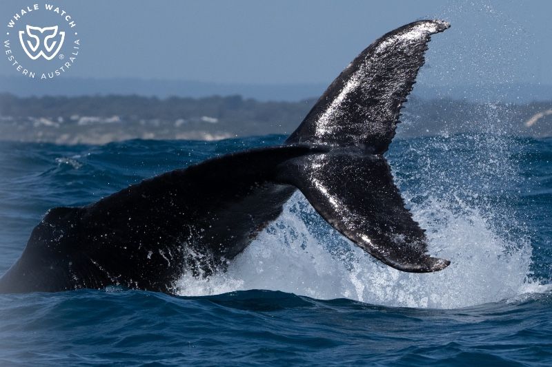 Whale Watch Western Australia