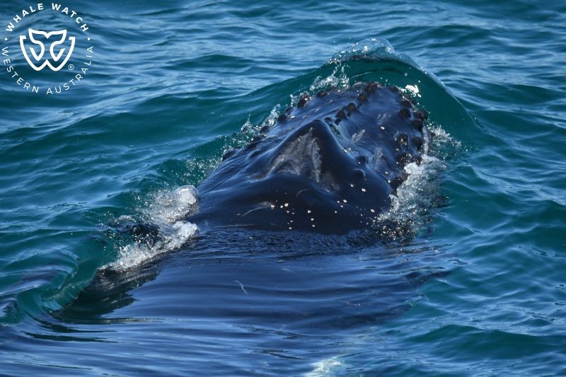 Whale Watch Western Australia