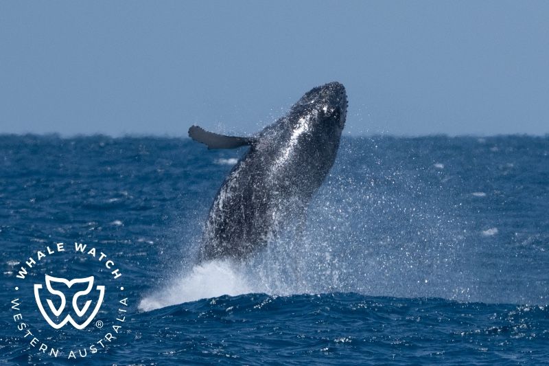 Whale Watch Western Australia