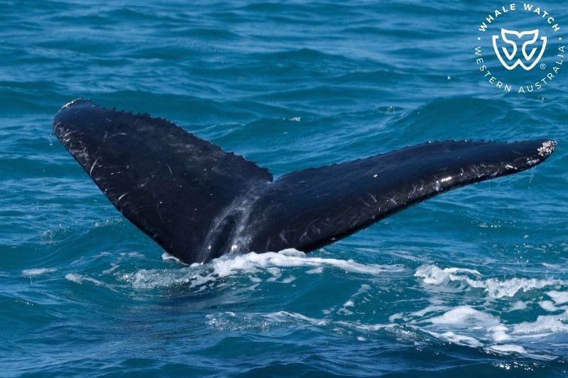 Whale Watch Western Australia