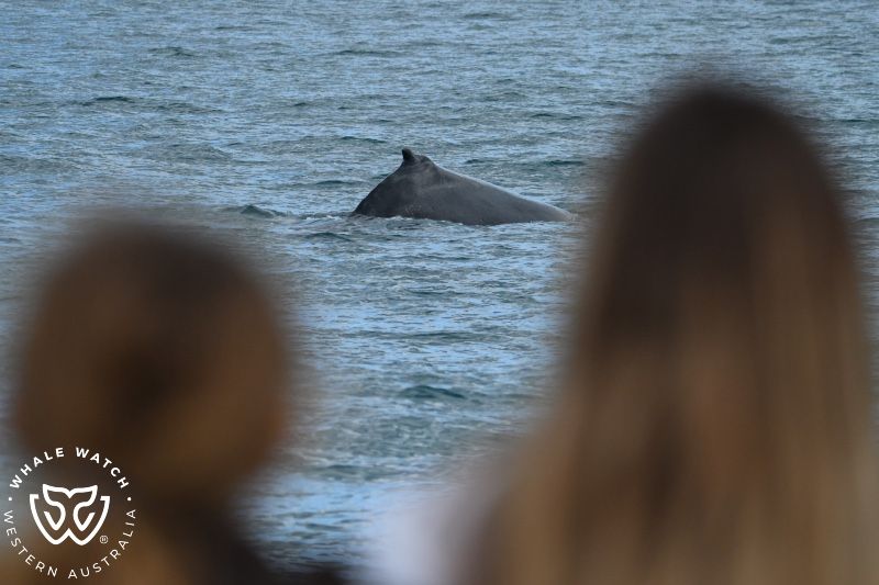 Whale Watch Western Australia