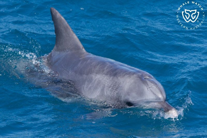 Whale Watch Western Australia