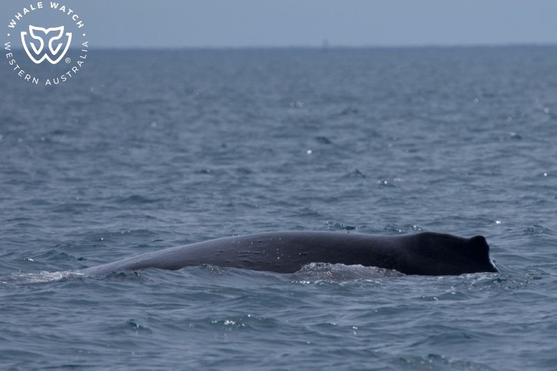 Whale Watch Western Australia