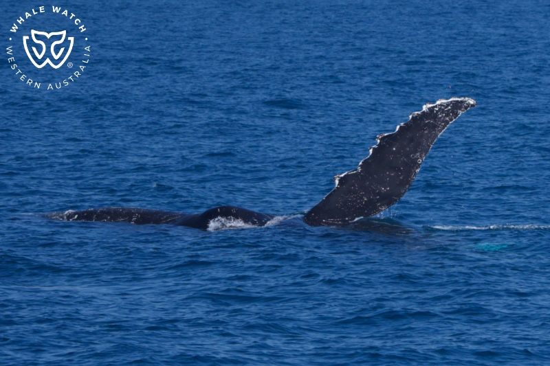 Whale Watch Western Australia