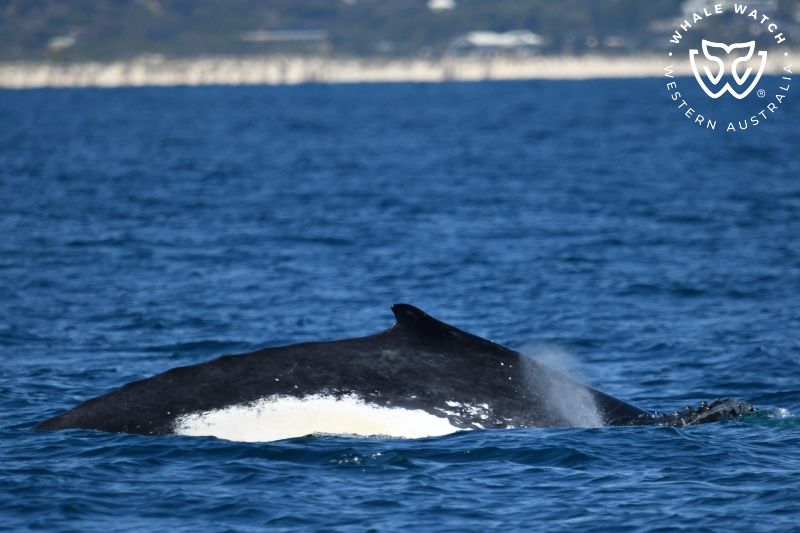 Whale Watch Western Australia