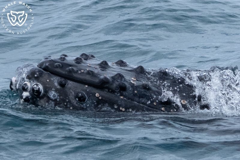 Whale Watch Western Australia