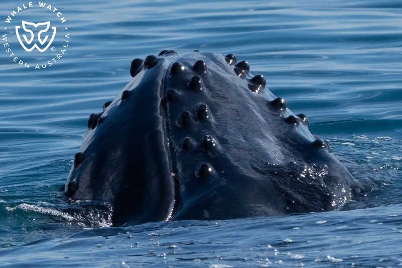 Whale Watch Western Australia