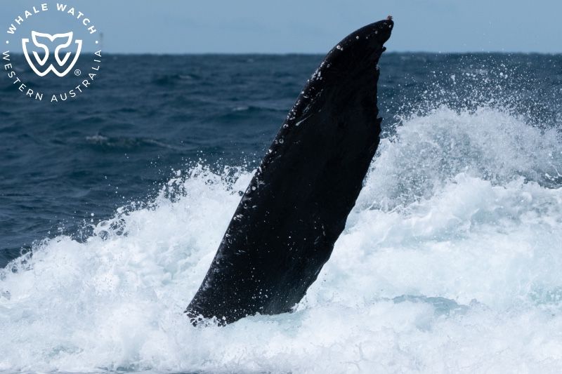 Whale Watch Western Australia