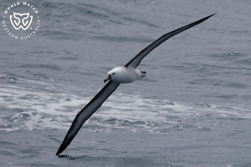 Whale Watch Western Australia