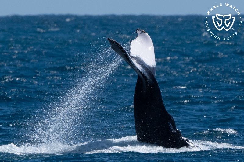 Whale Watch Western Australia