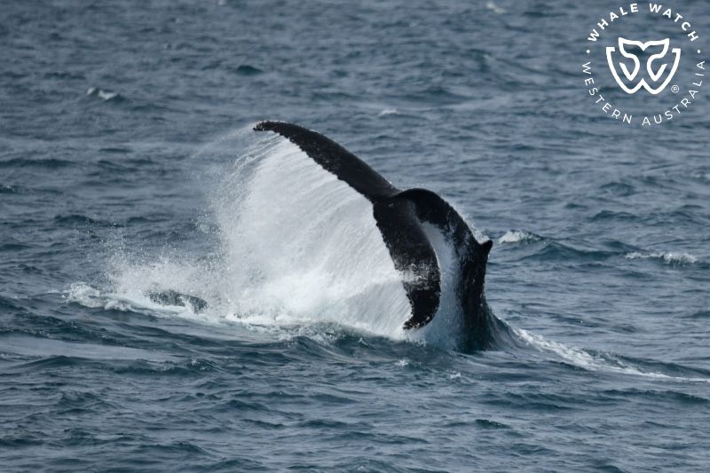Whale Watch Western Australia