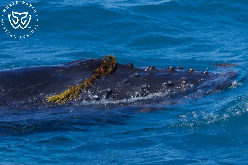 Whale Watch Western Australia