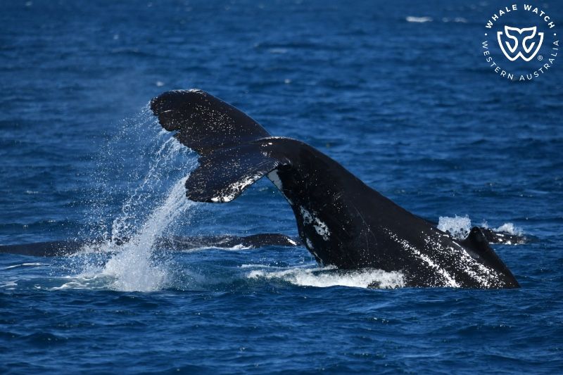 Whale Watch Western Australia