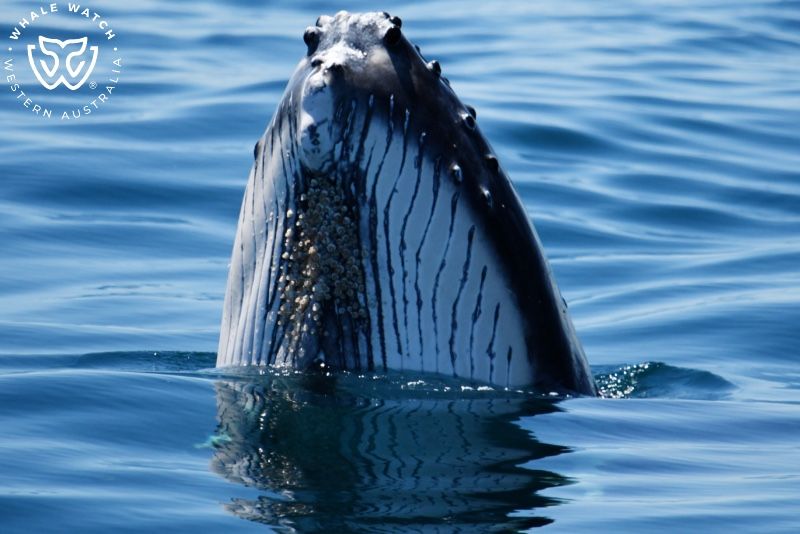 Whale Watch Western Australia
