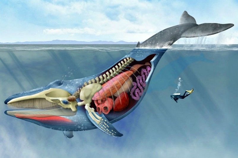 The Anatomy Of A Blue Whale Whale Watch Western Australia